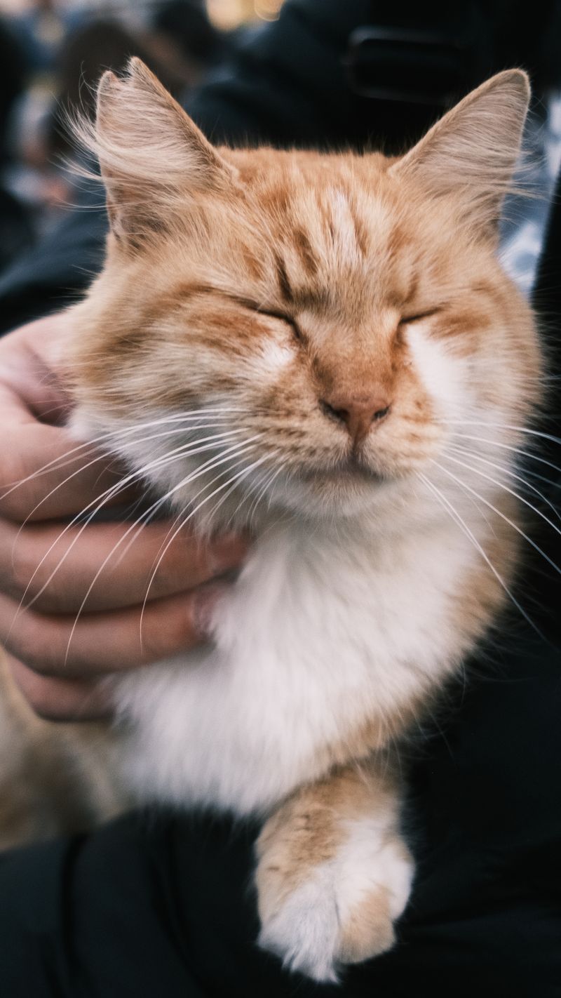 みかん